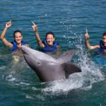 Dolphin Ride Nado con Delfines + Parque Xelha (INTERMEDIO) - Imagen 4