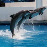INTERAX Nado con Delfines + Parque Xelha (basico) - Imagen 4
