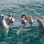 PRIMAX nado con delfines avanzado + Parque Xel-Há todo incluido - Imagen 2