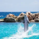 Dolphin Ride + Parque Xcaret PLUS - Nado con Delfin INTERMEDIO - Imagen 4