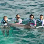 PRIMAX nado con delfines avanzado + Parque Xel-Há todo incluido - Imagen 3