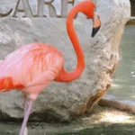 Xcaret Basico TOUR con Transporte 🇲🇽 Mexicanos - Imagen 11