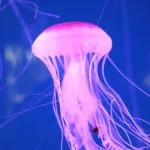 Xcaret Plus TOUR con Transporte 🇲🇽 Mexicanos - Imagen 24