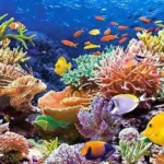 Cozumel Buceo Principiantes y Certificados - Imagen 5