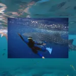 Nado con Tiburon BALLENA - Imagen 4