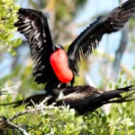 Isla CONTOY Todo INCLUIDO + Isla Mujeres TOUR de Dia - Imagen 3