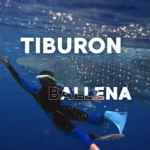 Nado con Tiburon BALLENA - Imagen 2