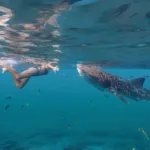 Nado con Tiburon BALLENA - Imagen 3