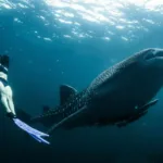 Nado con Tiburon BALLENA - Imagen 4