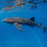 Nado con Tiburon BALLENA - Imagen 3