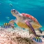 Tulum + AKUMAL Nado con TORTUGAS Tour de DIA - Imagen 2