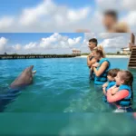 INTERAX Nado con Delfines + Parque Xelha (basico) - Imagen 2