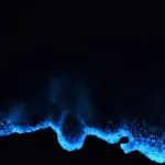 Holbox Bioluminiscencia Tour COMPLETO - Imagen 2