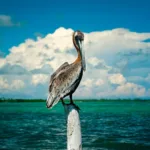 Sian Ka'an + Punta ALLEN - Tour de Dia desde Cancun, Playa Carmen y Riviera  Maya - Imagen 2