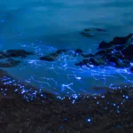 Holbox Bioluminiscencia Tour COMPLETO - Imagen 3