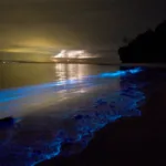 Holbox Bioluminiscencia Tour COMPLETO - Imagen 4