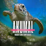 Tour Akumal Nado con Tortugas + Cenote Nohoch | Cancun 100
