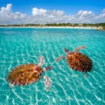 Tour Akumal Nado con Tortugas + Cenote Nohoch | Cancun 100 - Imagen 2