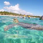 Tour Akumal Nado con Tortugas + Cenote Nohoch | Cancun 100 - Imagen 3